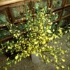 Ginst gule grene - gyvel