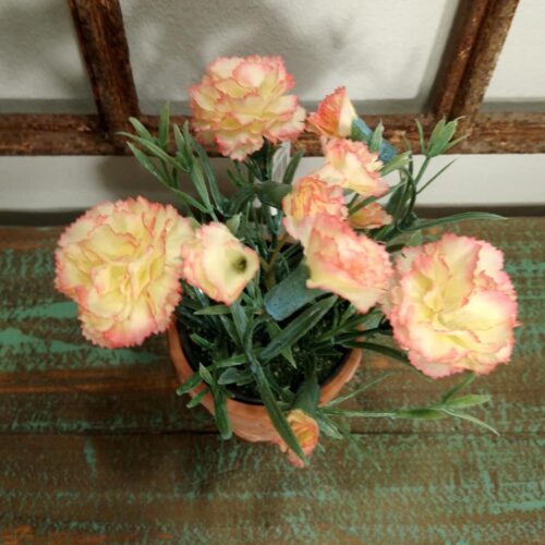 Nellike potteplante pastelgul/fersken minimix 15 cm