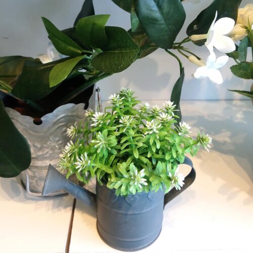 Lysegrøn/hvid minimix potteplante – sød og dekorativ