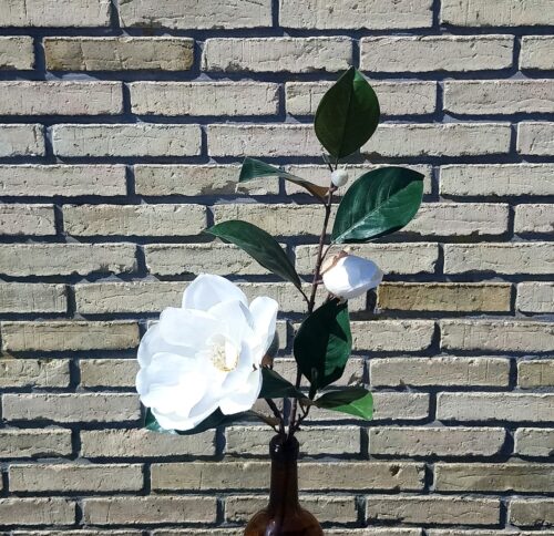 Flot hvid Magnolia gren