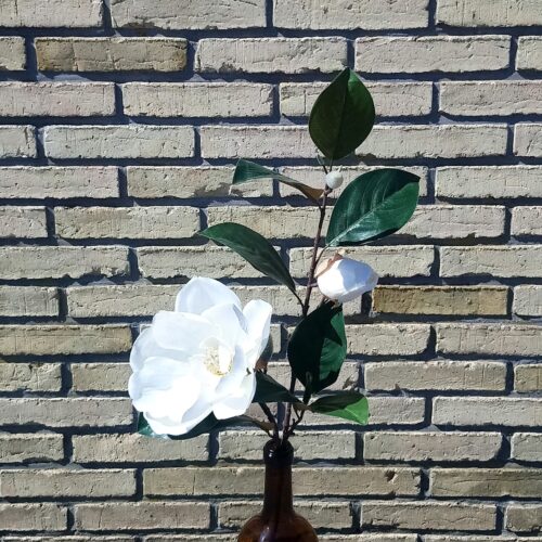 Flot hvid Magnolia gren med smuk stor blomst