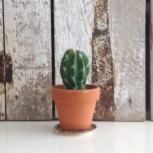 Kaktus helt enkel og naturtro i potte