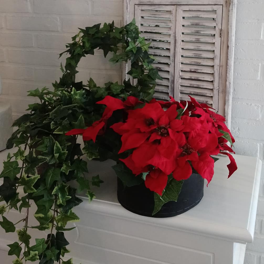 Skønne store røde julestjerner