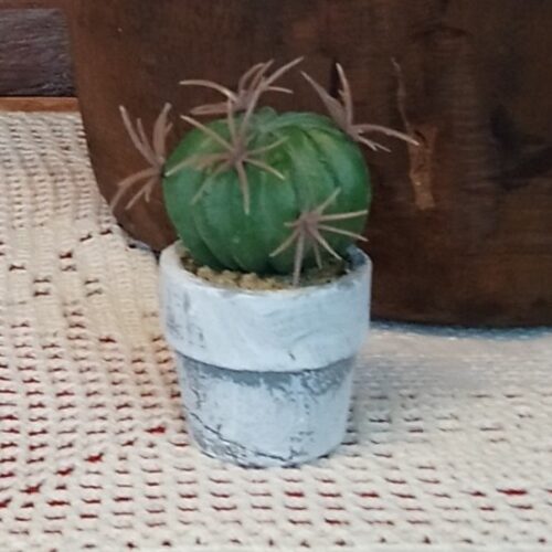 Sød lille mini kaktus