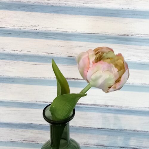 Rosa tulipan