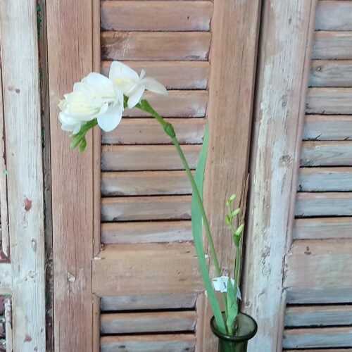 Fresia hvid smuk blomst