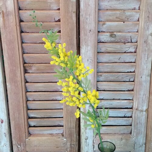 Smukke gule Mimoser med mange små gule kugler