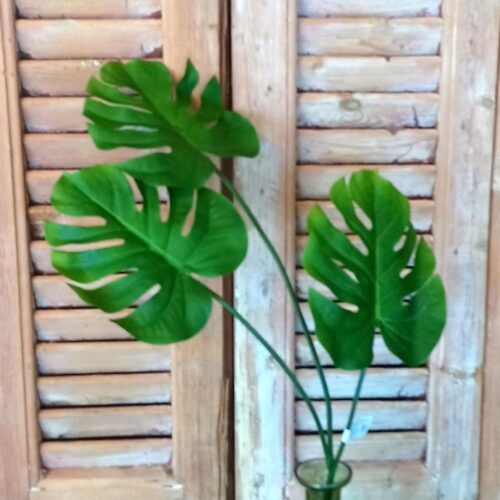 Philodendron Monstera 3-grenet stilk