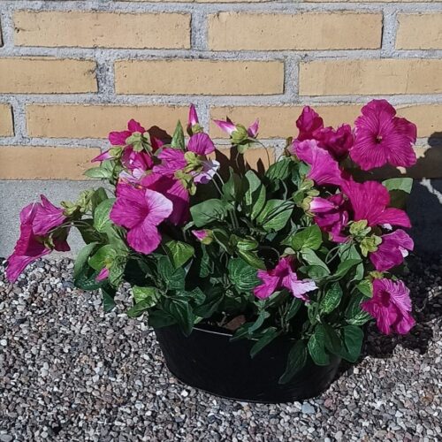 Smukke kunstige Petunia pink – med flotte blomster