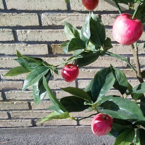 Stort flot æbletræ 110 cm med lækre æbler – naturtro