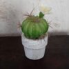 Mini kaktus med blomst