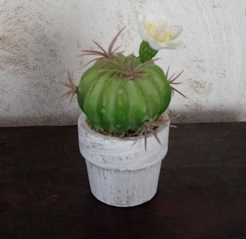 Mini kaktus med blomst