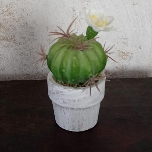 Mini kaktus med blomst i toppen – sød og fin