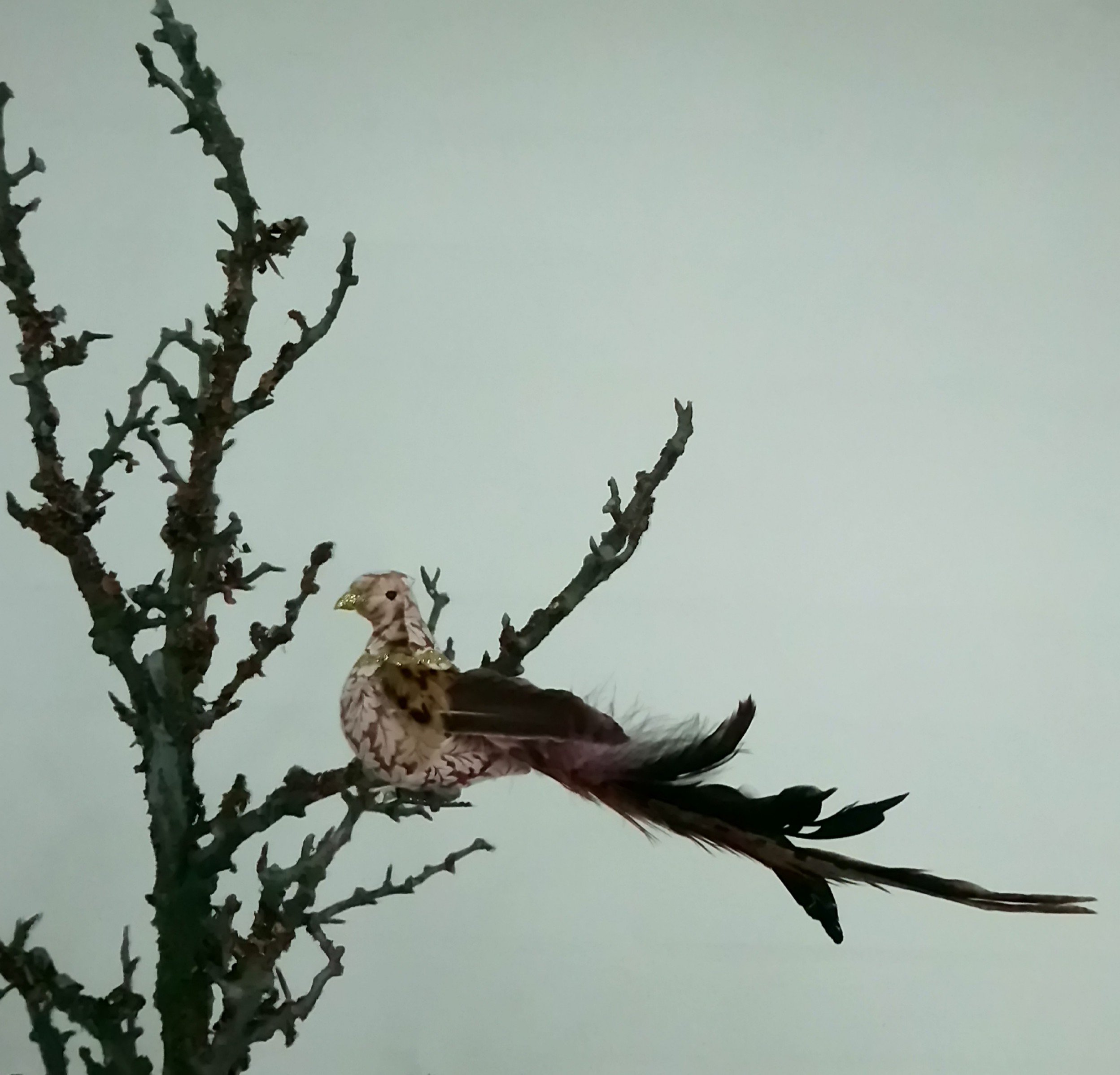 Stor fugl med smuk hale