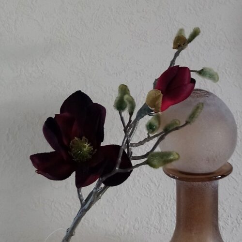 Vinrød Magnolie – smukke blomster og knopper