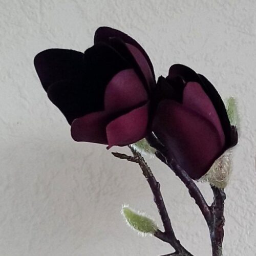 Vinrød Magnolie – smukke blomster og knopper