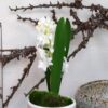 Hyacint hvid udsprunget