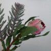 Protea stilk gammelrosa