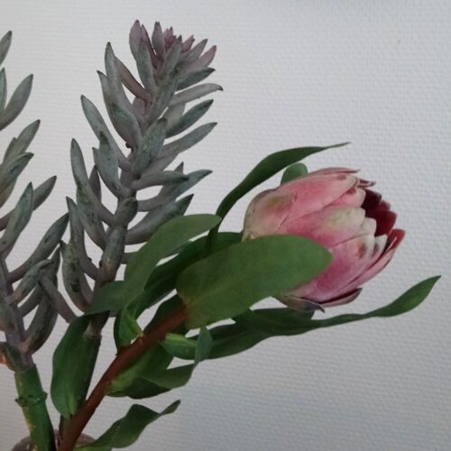 Protea stilk gammelrosa stor knop – “Sukkerbørste”