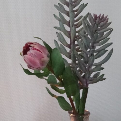 Protea stilk gammelrosa stor knop – “Sukkerbørste”