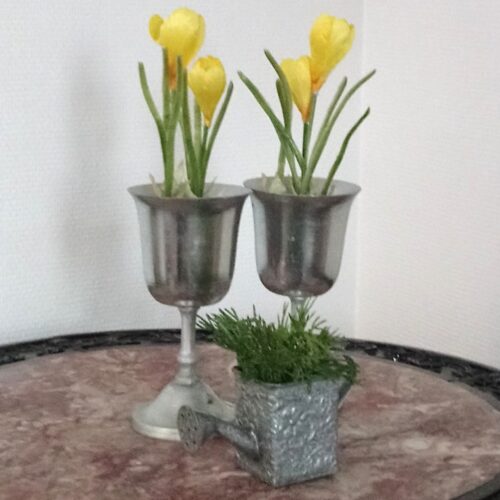 Krokus gul – den sødeste forårs blomst i potte