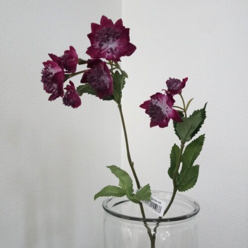 Astrantia lilla – “Stjerneskærm” med fine blomster