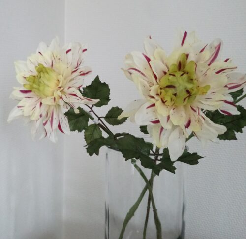 Dahlia lilla/fløde farvet