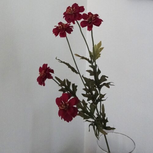 Vinrød Coreopsis - Red Satin