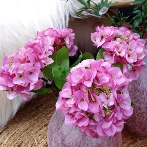 Hortensia rosa - stort flot