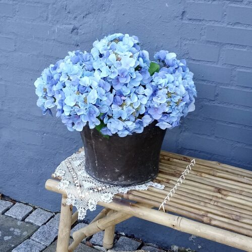 Hortensia lyseblå – stort flot blomsterhoved