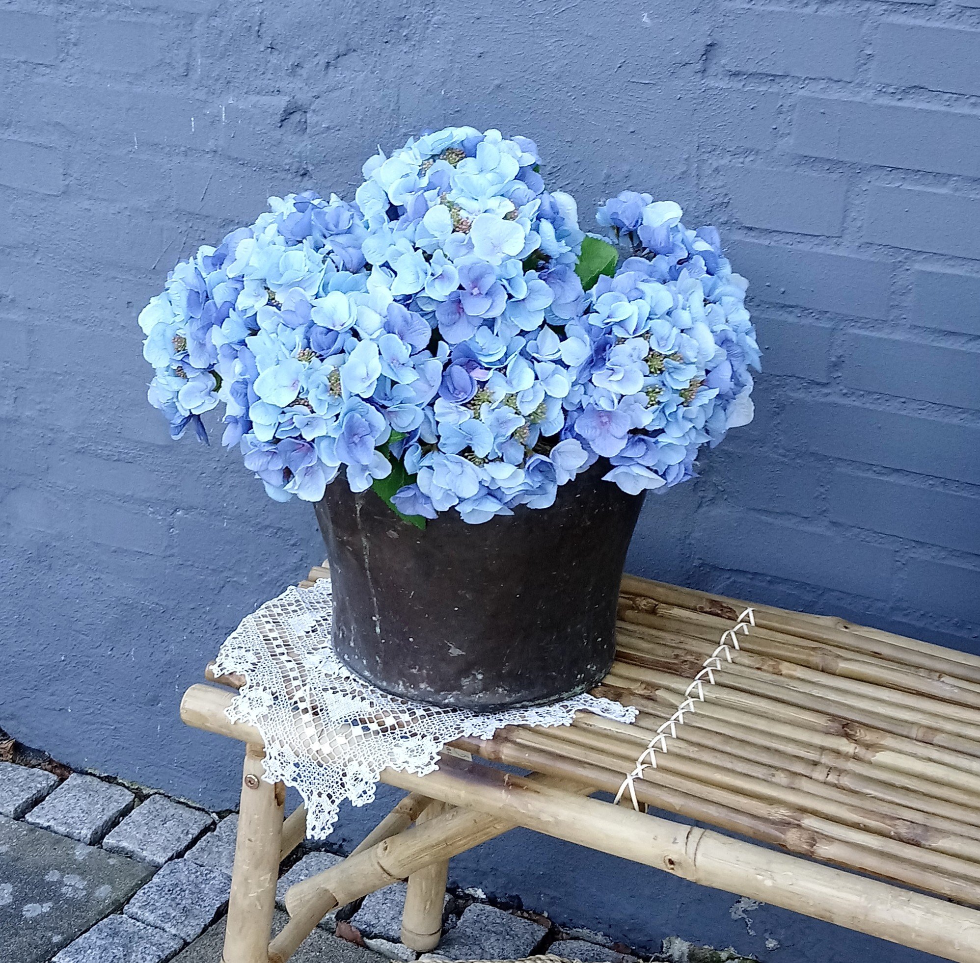 Hortensia lyseblå