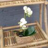 Orkide hvid/lys lime 2-grenet