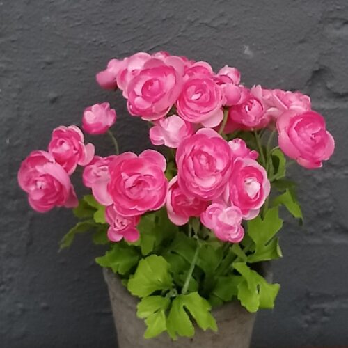 Rosa Ranunkel i potte – skøn naturtro blomst