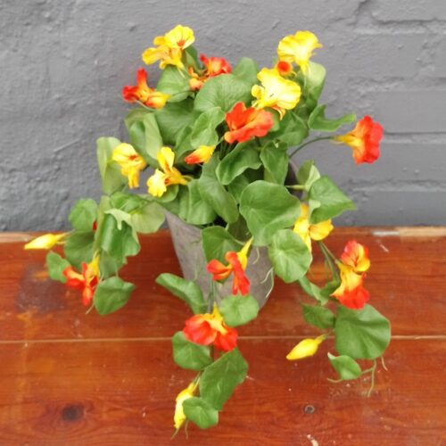 Tallerkensmækker orange i potte – flot Blomsterkarse