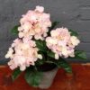 Hortensia rosa 3-grenet