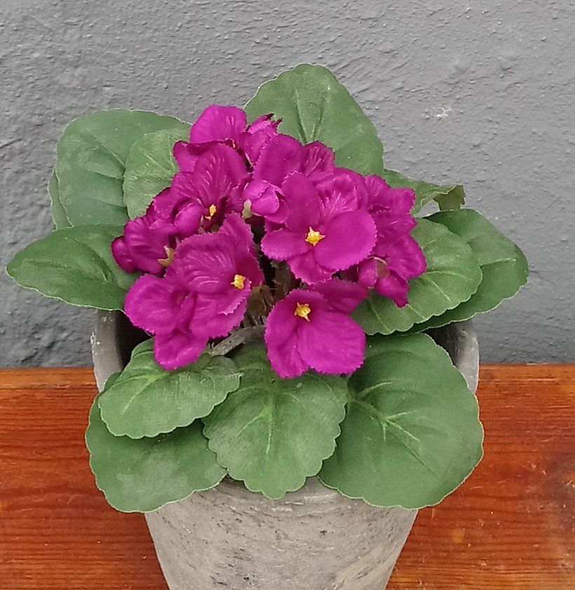 St. Paula cerise i potte