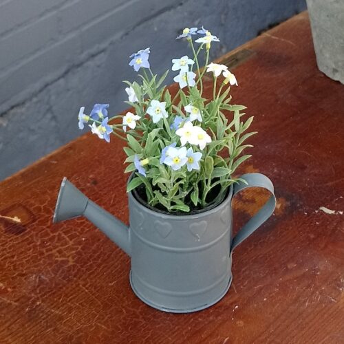 Grøftekantsblomst blå 15 cm potteplante minimix