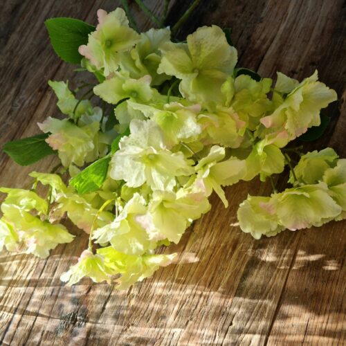 Hortensia lime med mange små blomster