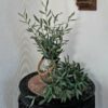 Olivengren - flot stor og fyldig
