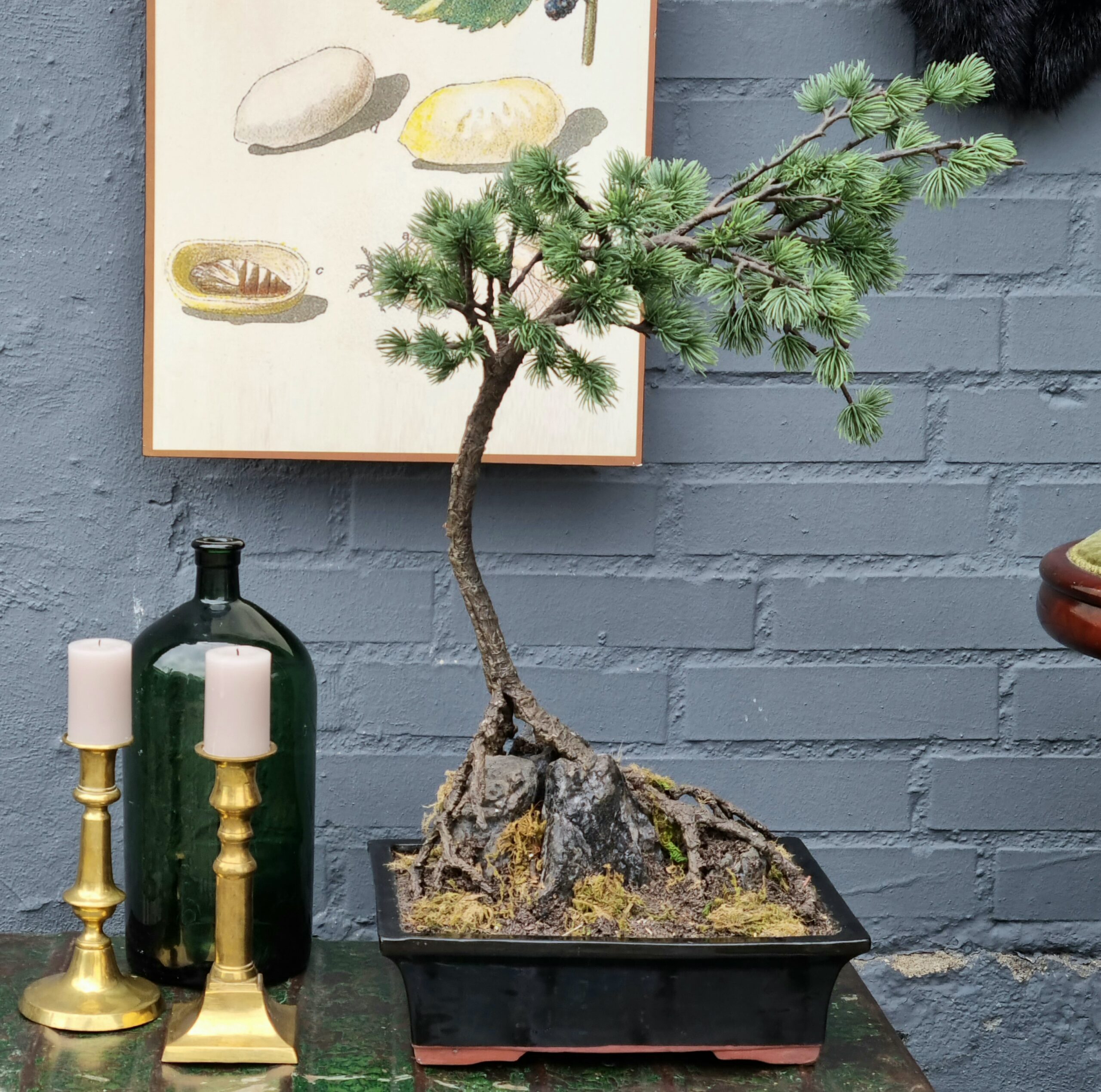 Bonsai smukt stort træ