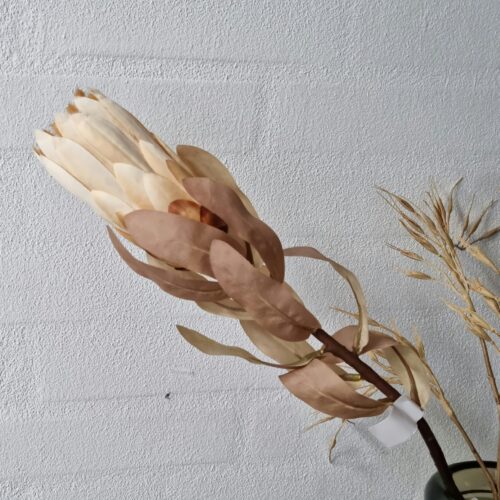 Protea stilk camel – flot lys “Sukkerbørste”