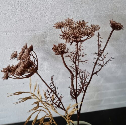 Trachelium brun flergrenet