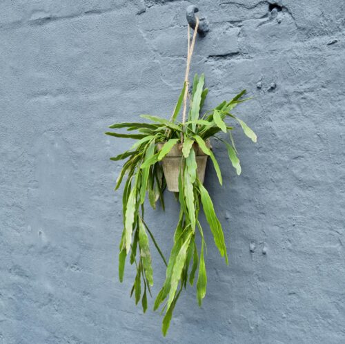Stor Rhipsalis potteplante