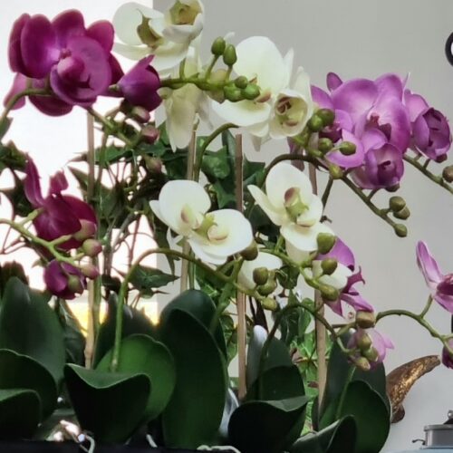 Orkide hvid/lys lime 2-grenet med flotte blomster