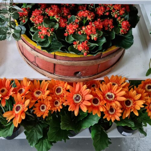 Kalanchoe orange i potte – fin og dekorativ sukkulent