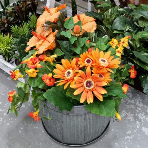 Gerbera orange i potte – sød og dekorativ