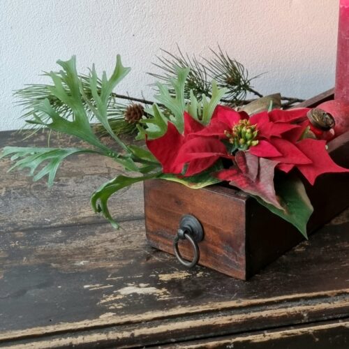 Skøn rød julestjerne i potte