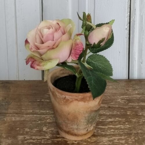 Rose i potte lys rosa