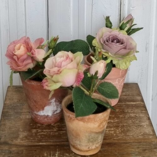 Rose i potte lilla – minimix plante 15 cm høj