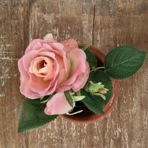 Rose i potte mørk rosa